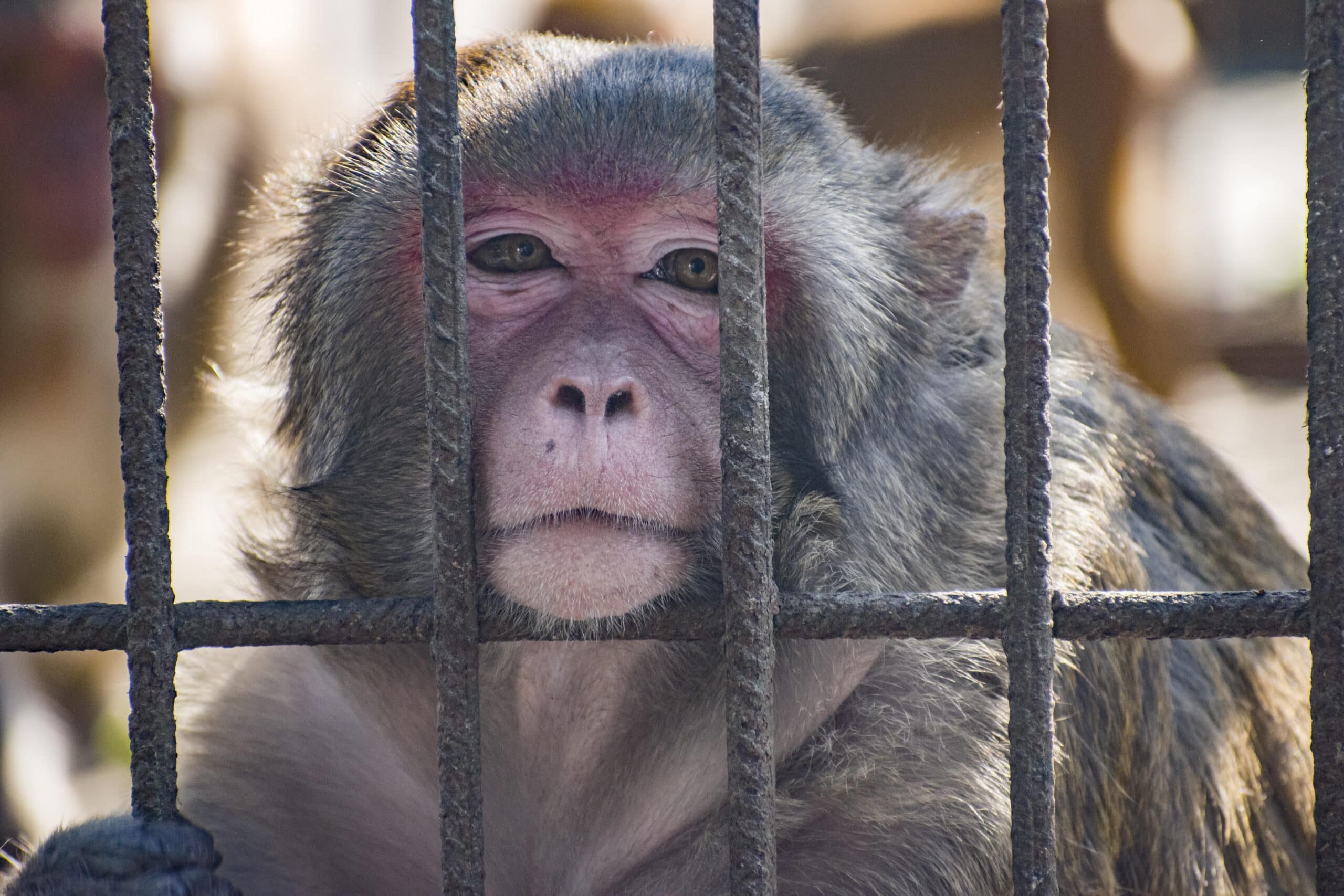 tráfico de animais / CCJ / macaco
