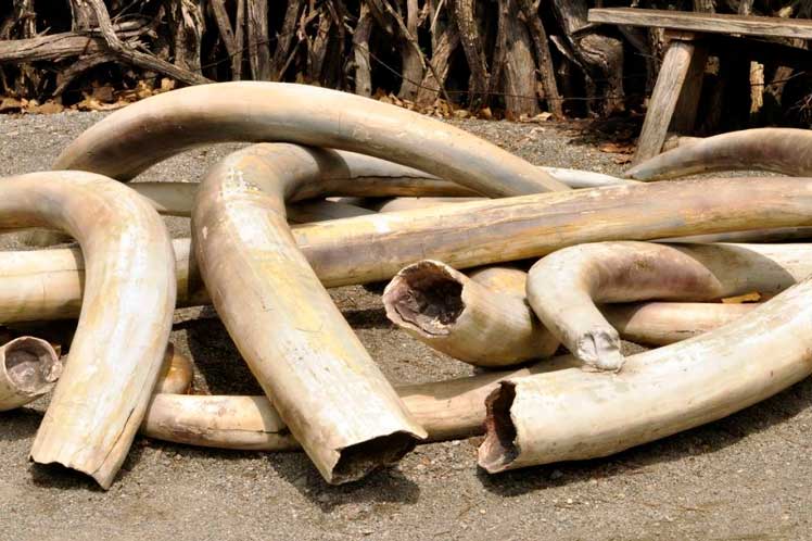 Ministério público / comércio ilegal de marfim