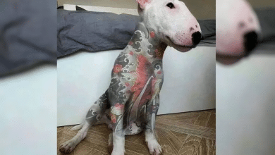 Projeto de lei quer proibir tatuagem e piercing em animais