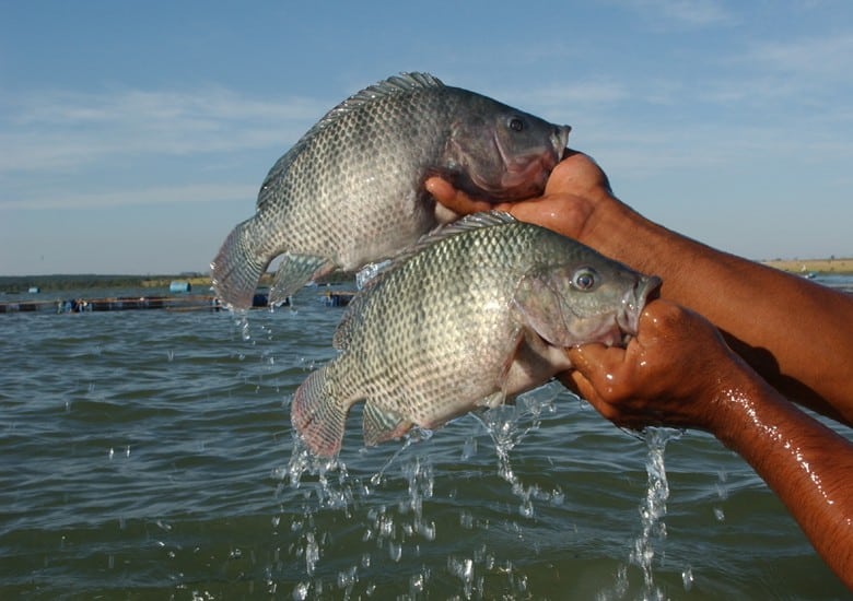 Pescadores presos e multados por pesca ilegal em plena piracema no Parque Nacional do Iguaçu